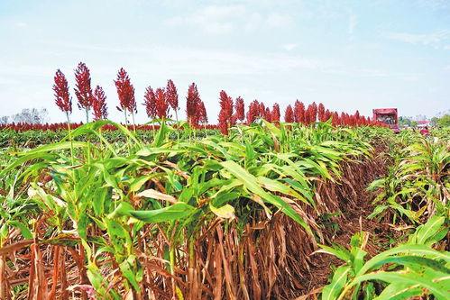 红高梁在线观看,烽火岁月里的爱情与抗争 第2张 红高梁在线观看,烽火岁月里的爱情与抗争 第2张